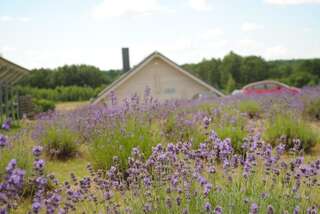 Фото Кемпинги Lavender Village г. Kiemeliai